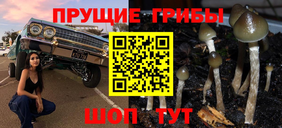 Галлюциногенные грибы Psilocybe Скопин